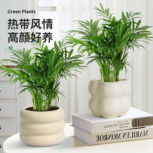 New pocket sized coconut pot with loose tail sunflower gree
