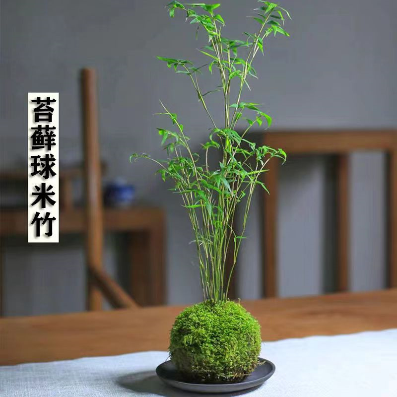 Green plants create scenery, real bamboo decoration, potted