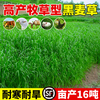 耐寒牧草种子生黑麦草种子冬牧7