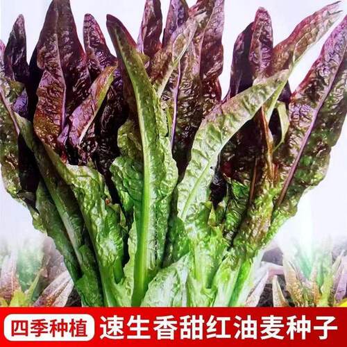 紫叶油麦菜种子紫叶甜油麦菜盆红