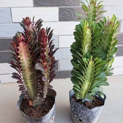 BrazilDragonBonePlantPot
