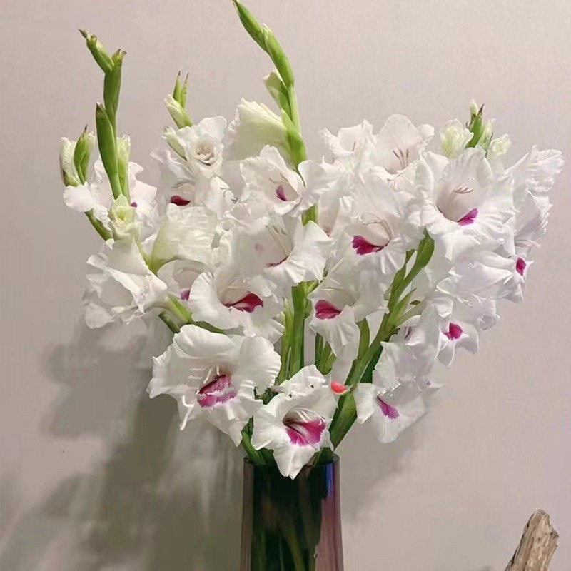 Four Seasons Easy to Live, Easy to Plant with Sprout Flower