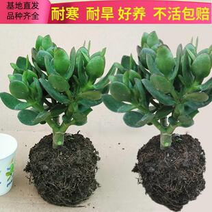 Pot old pile with red edge, Yushu sapling, exquisite succul