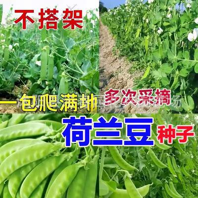 Sweet and Crispy Dutch Pea Sprout Pea Original Vegetable Re