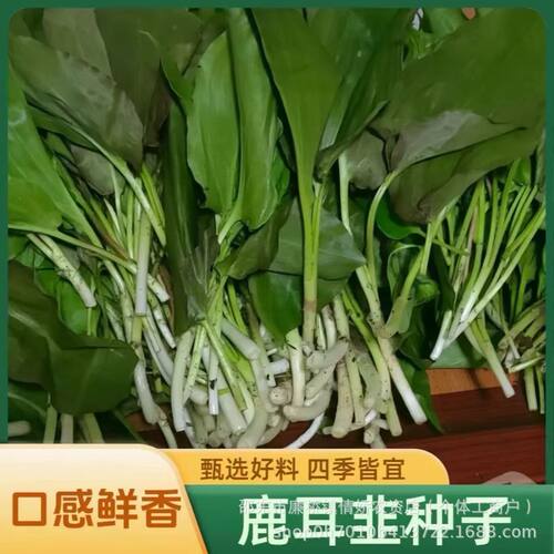 Deer ear chive pot is suitable for planting on the ground,