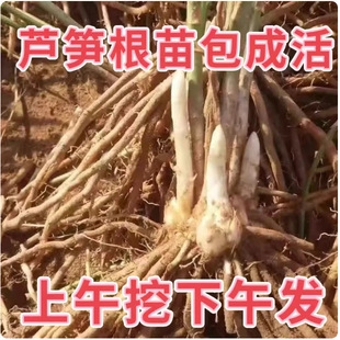 Root seedlings, freshly dug, new seedlings, vegetable seedl