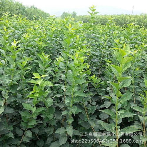 Gardenwetlandgreeningseedl