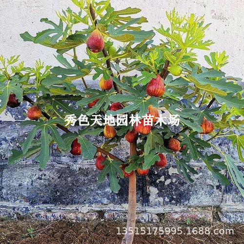 Extralargeindoorpotfigfr
