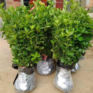 Hokkaido holly and boxwood saplings, cold resistant greenin