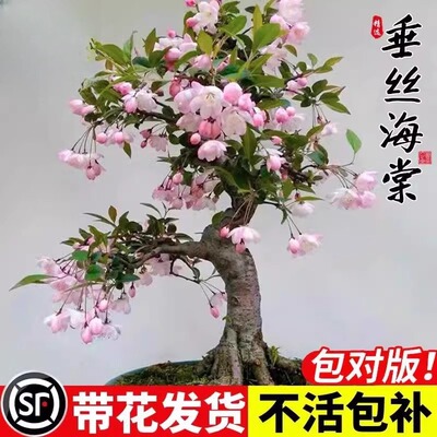 Hanging crabapple flowers, potted seedlings, indoor flowers