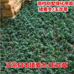 New Northern Winter Cold resistant Green Vegetation Japanes