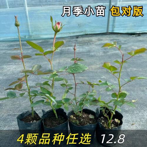 Newshrubsrosesseedlingsco