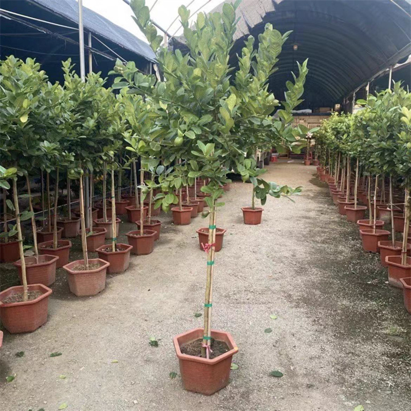 Perfume lemon tree potted plant with fruit, living room, gr