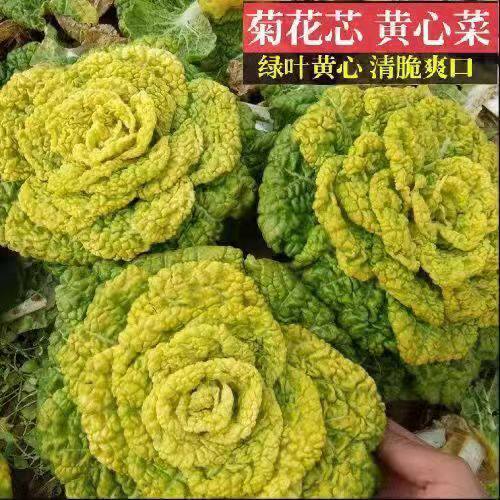 黄心乌塌菜种子种籽黑白菜野菜