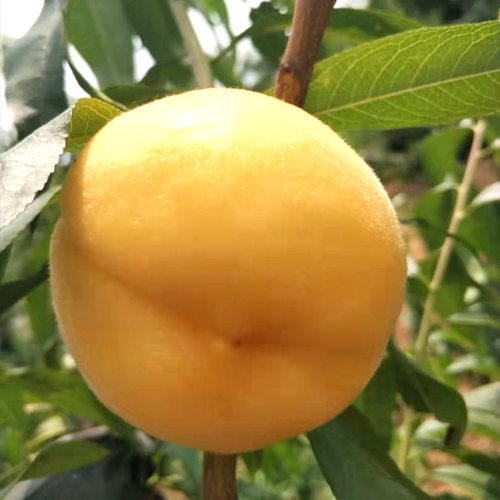 Miaomiearlymaturingpeachy
