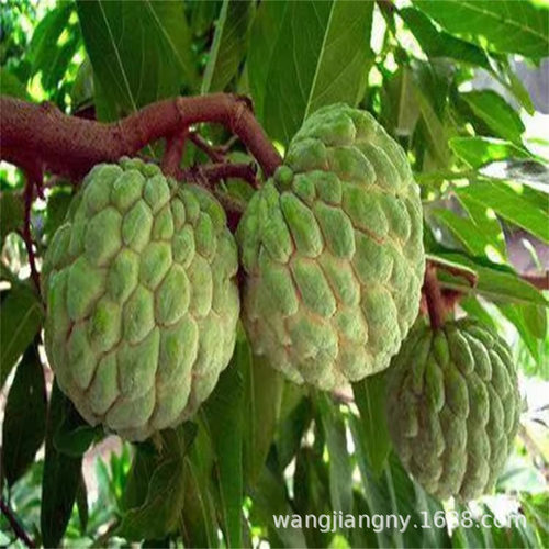 NewTaiwanPineappleFruitBu