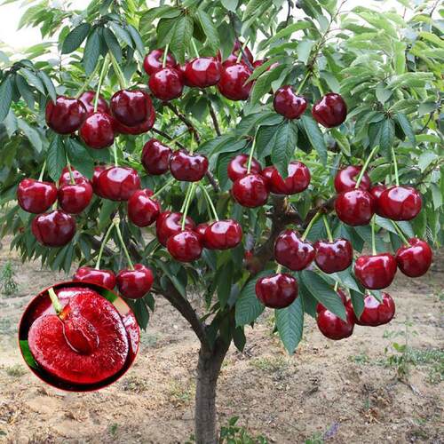 Cherrysaplingstreesandshr