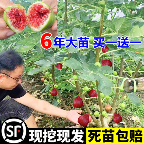 无花果树苗盆水果苗特大波姬红南