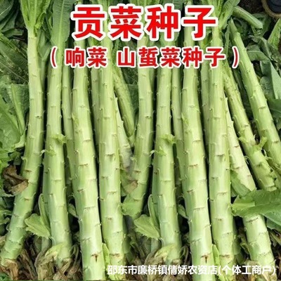 Authentic Palace Tribute Vegetable Seeds, Long Stems, Xiang