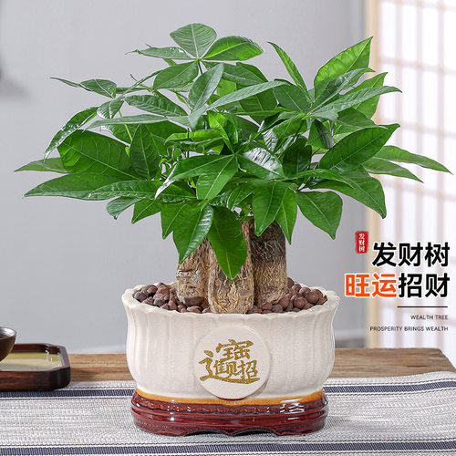 FortuneTreePotIndoorPlant