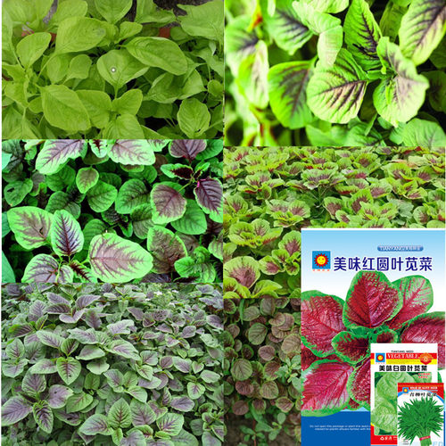 First grade vegetables, running rivers and lakes, vegetable