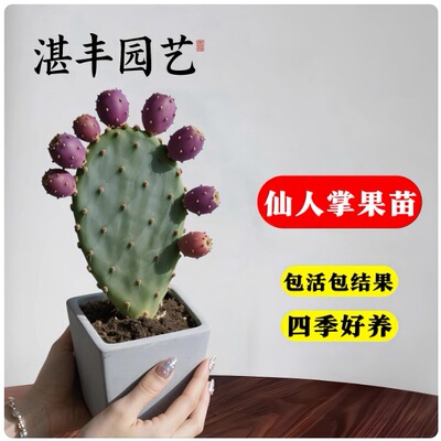 Cactusfruitsaplingsedible