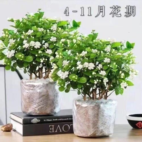 茉莉花苗盆带花苞九里老桩栀子绿
