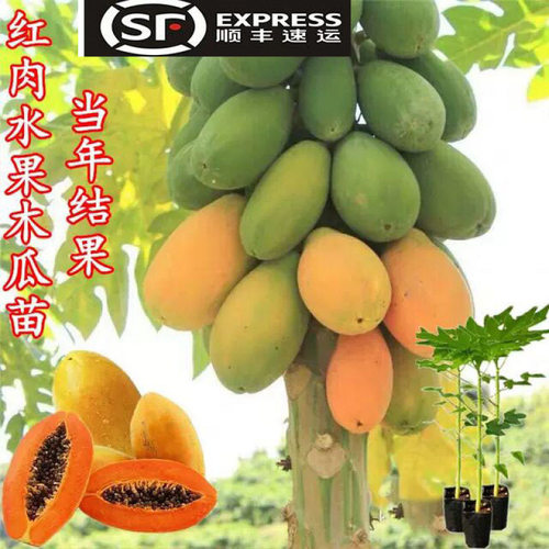 Newseedlingdwarfingredmea