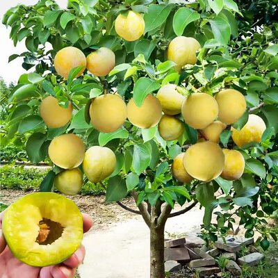 Honeycomb Plum Seedlings Hollow Sichuan Grafted Honeycomb P
