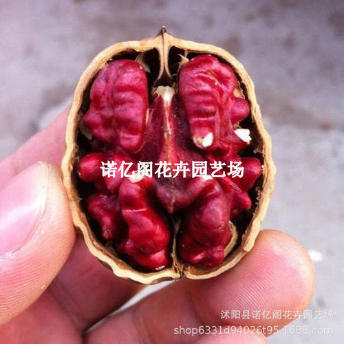 New paper skin, red flesh seedlings, thin skin, red kernel