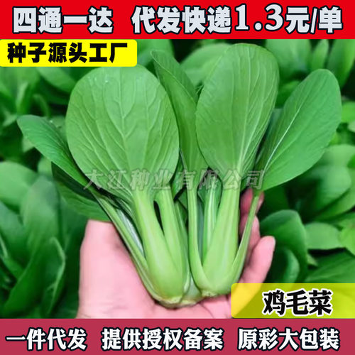 Chicken hair vegetable, spring and autumn fast-growing, Sha