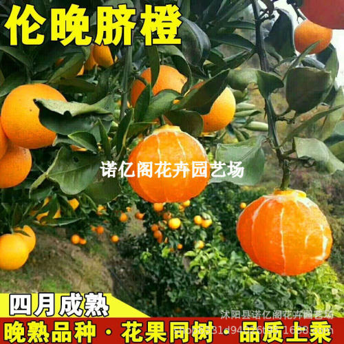 Lunwan Seedlings Lunwan Navel Orange Sweet Orange Seedlings