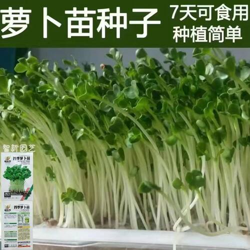 速生萝卜苗种子萝卜菜萝卜叶苗菜