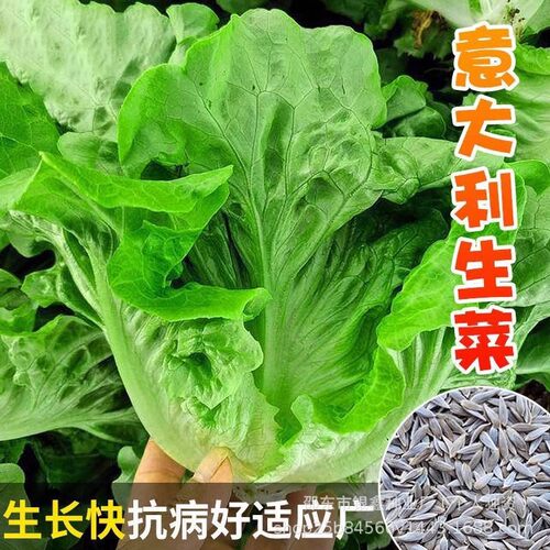 Italian Non Moss Fast Growing Lettuce Original Vegetable Ve