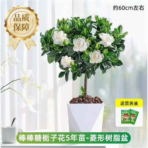 Singlestemgardeniaflowerp