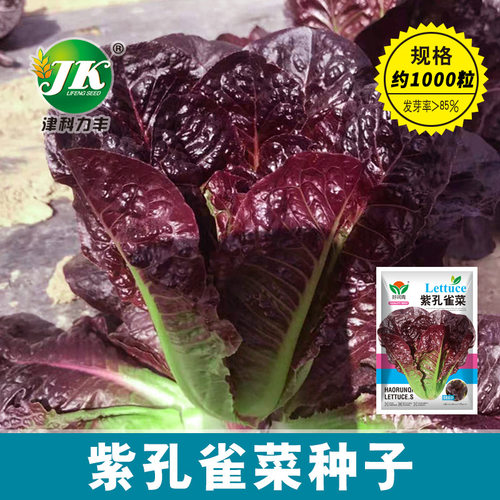 Vegetable Purple Peacock Vegetable Roman Upright Red Vegeta