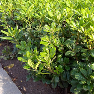 Sapling scent fragrant sea paulownia ball plant green fence