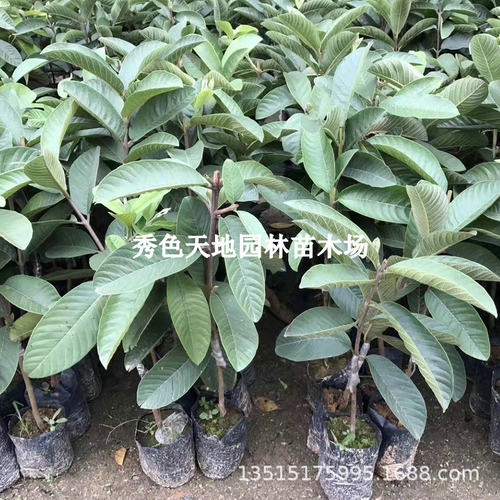 NewTaiwanPomegranateSprout