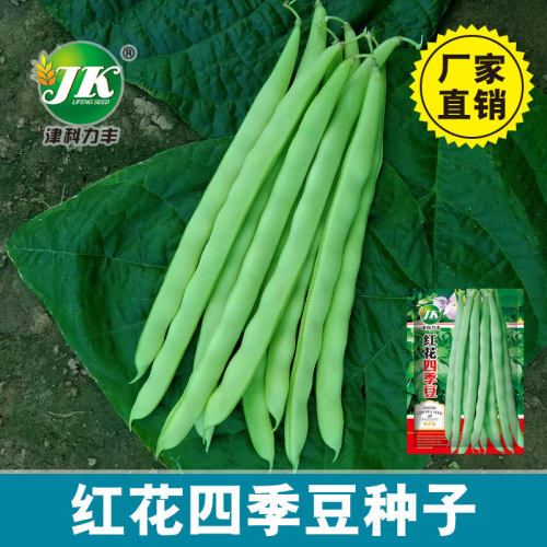 Bean old products, red flowers, white pods, racks, kidney b