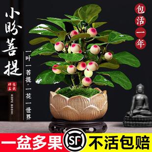 Tree pot small pan Bodhi bonsai with fruit Chinese Zen desk
