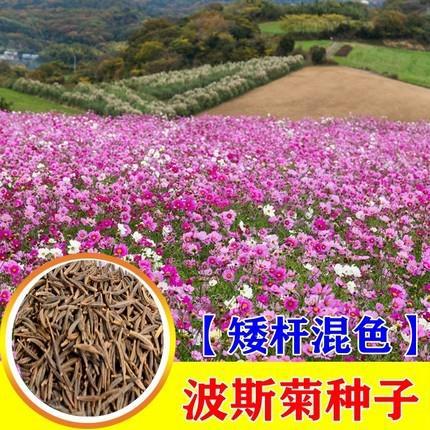 Dwarf mixed color cosmos seed Gesang flower wildflower comb