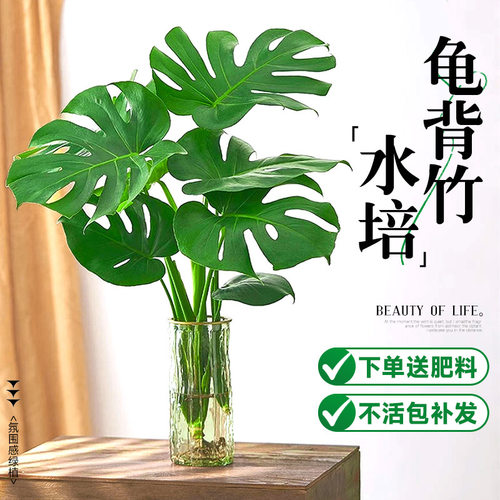 Turtlebackedbambooindoorl
