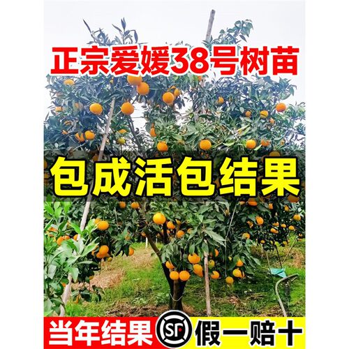 New Ehime No. 38 Jelly Orange Seedlings Orange Elephant Mou