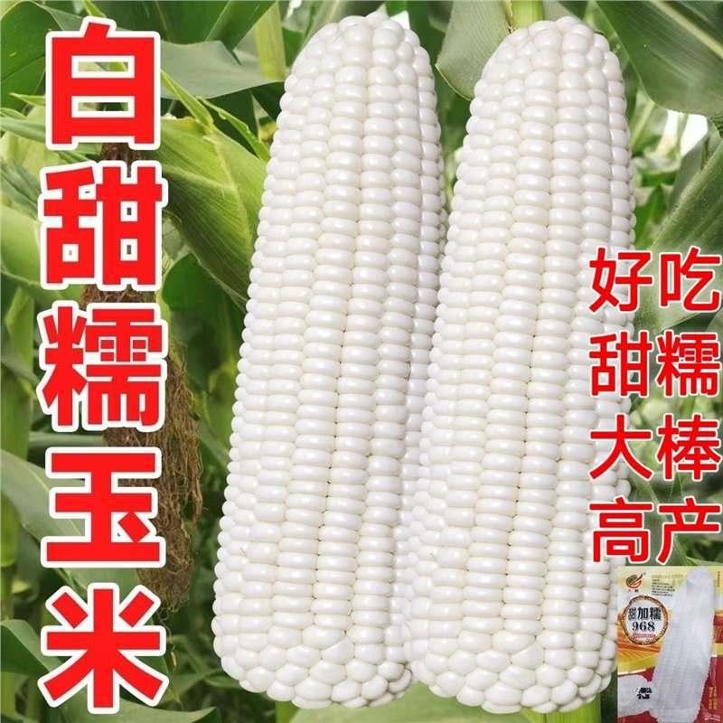 High yield white glutinous sweet corn seeds, super large st