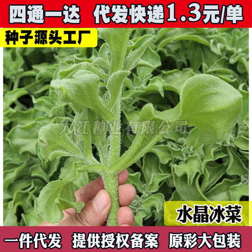 New Ice Vegetable Seedlings African Ice Grass Crystal Winte