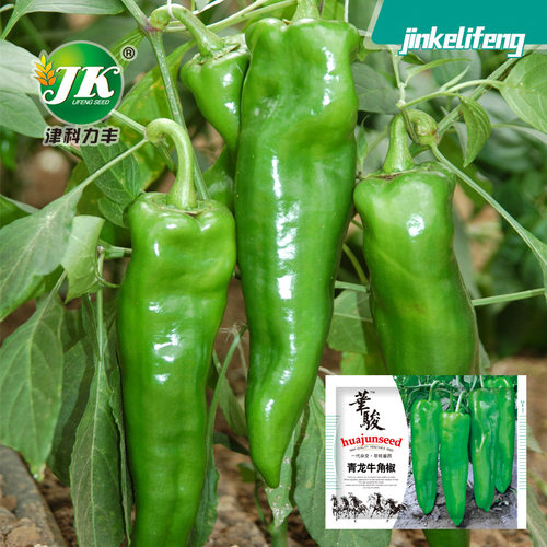 Qinglong cow horn pepper, chili pepper, super spicy chili p