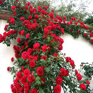 New Climbing Rose 50-60cm Large Seedlings Vine Rose Seedlin