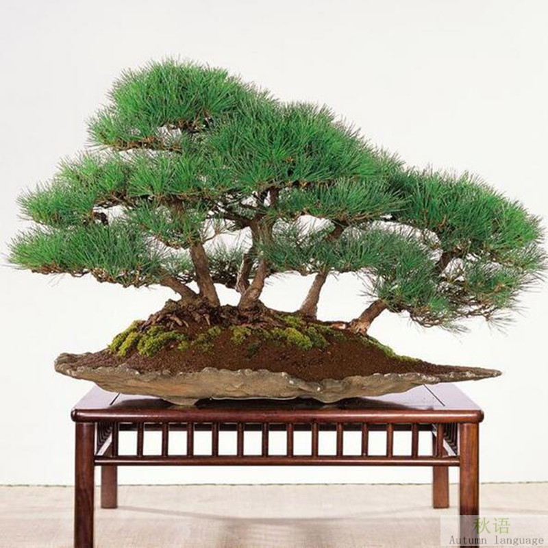 Black pine bonsai tree seeds Japanese pine family garden or
