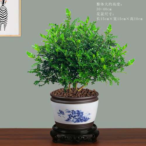 Grasspotclearpepperwoodg