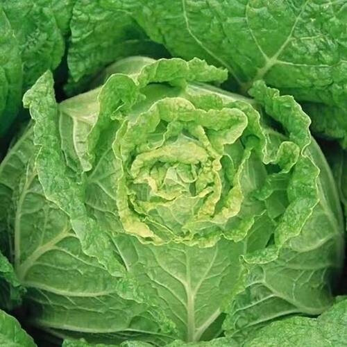New Shandong No.4 large cold resistant cabbage and vegetabl